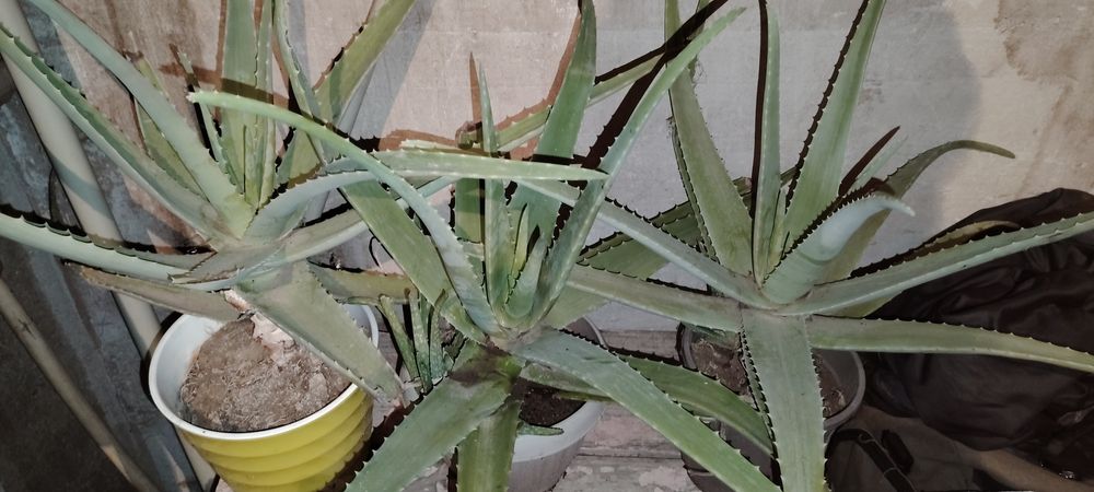 Срочно продам алое