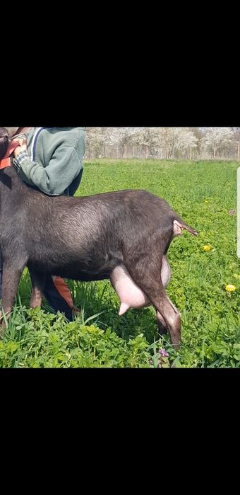 Murciano Granadina