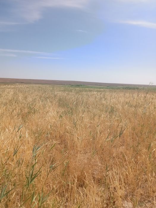 Жер жалга бериледи