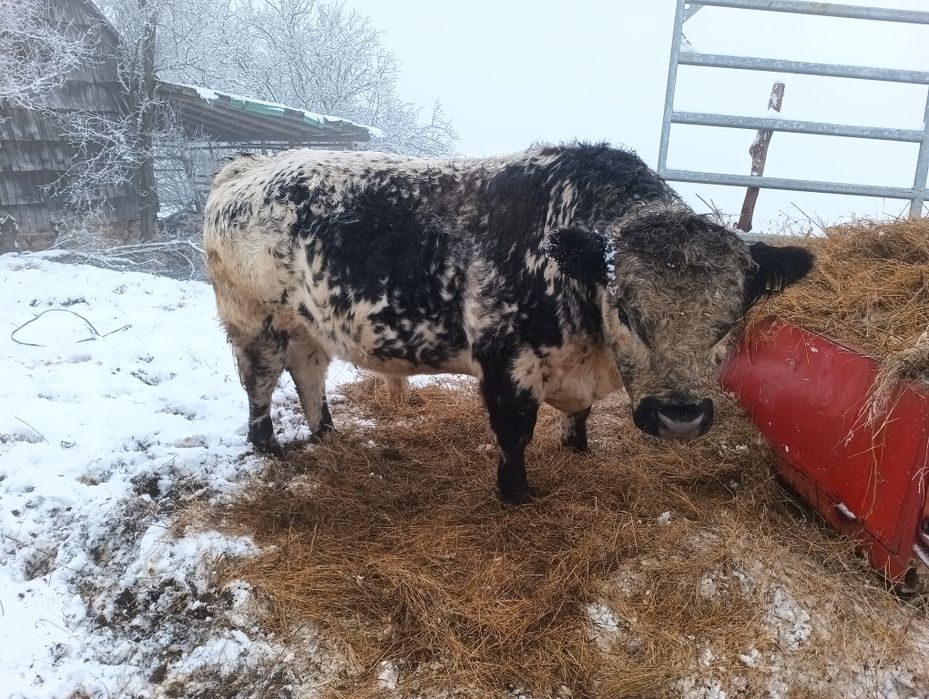 Vand 2 taur rasa de carne galloway