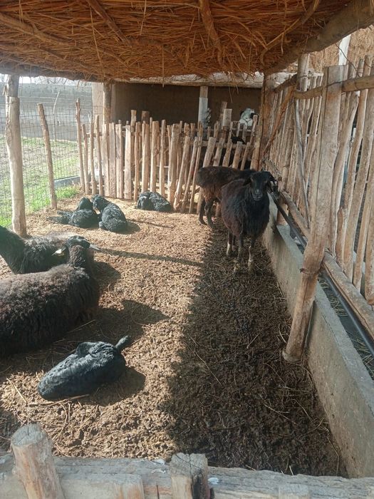 Қой сатылады қозысымен 6 бас