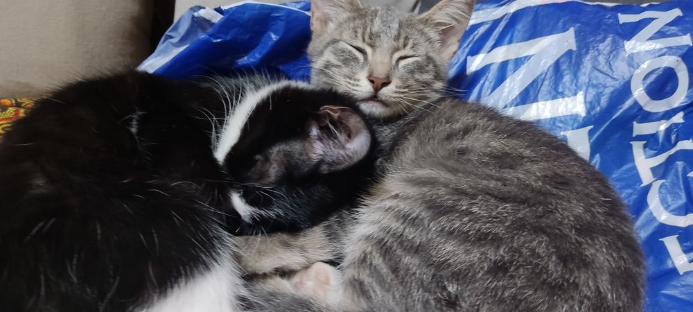 Котята, девочки в хорошие руки