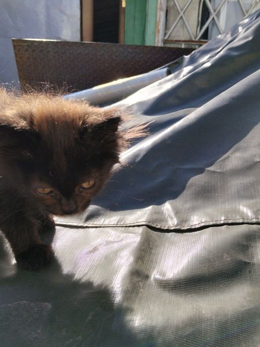 Отдам котенка в добрые руки