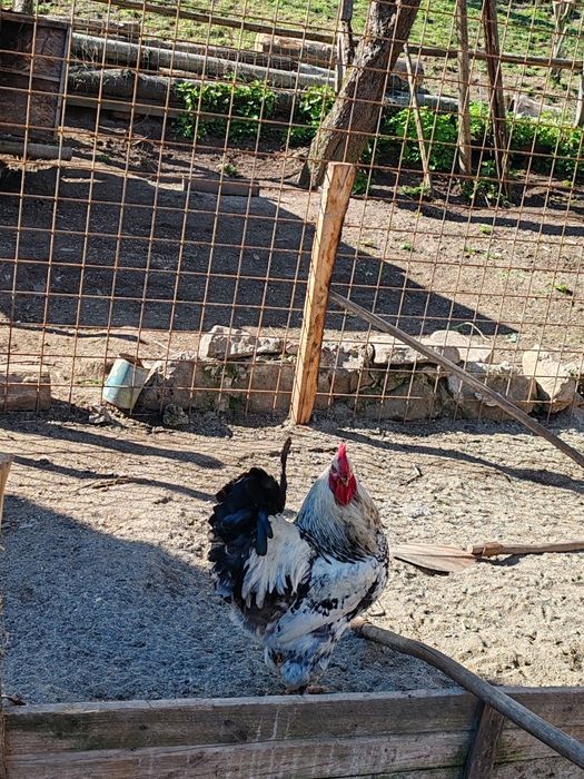 Vând cocoș adult