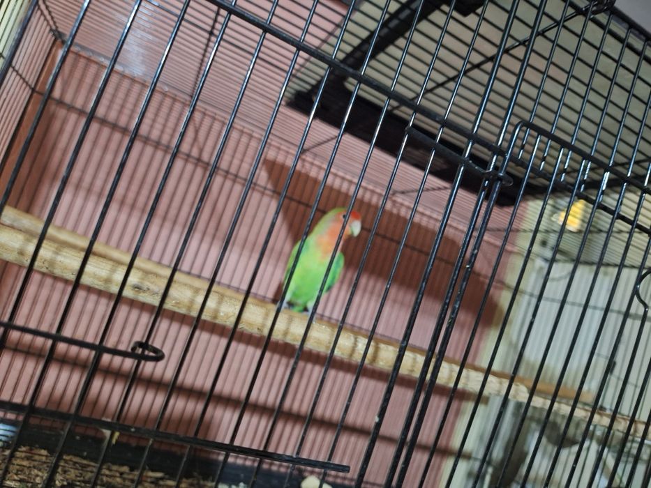 Продаётся попугай