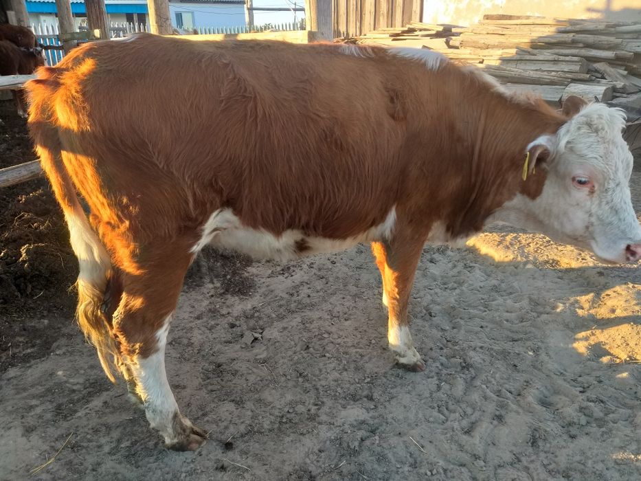 Сатам продам коров и тёлок.