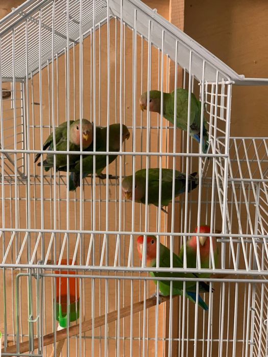 Ne razlushka popugaylar soglom holatda 4 oylik qushlar