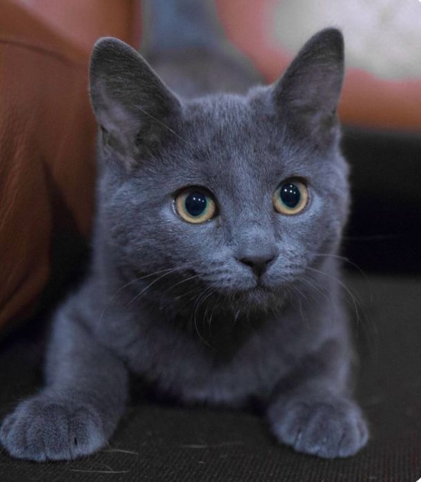 Albastru de rusia fetita