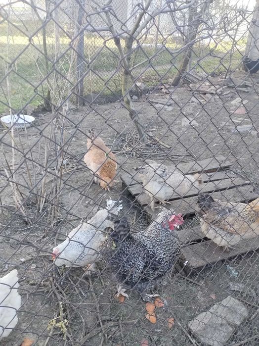 Продавам яйца от различни породи