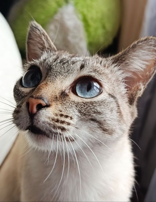 Потерялась кошка