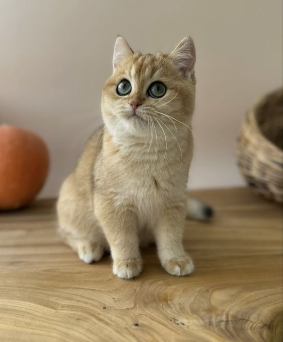 Золотые британские котята в питомнике