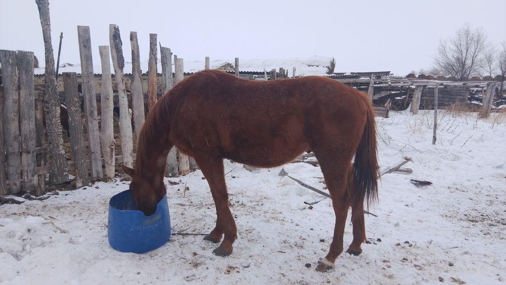 Айгыр 2017 жылгы