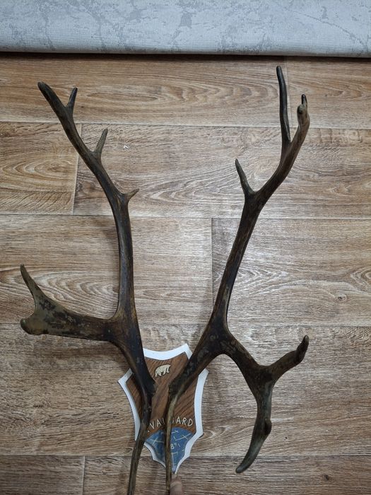 Продам красивые  р