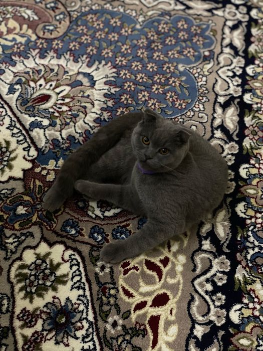 Вязкага эркак мушук скотиш-фолд/ Кот для вязки скотиш-фолд