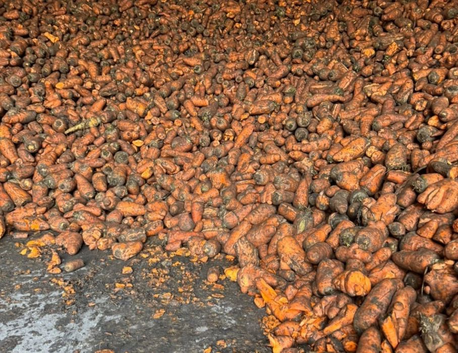 Продам морковь кормовая