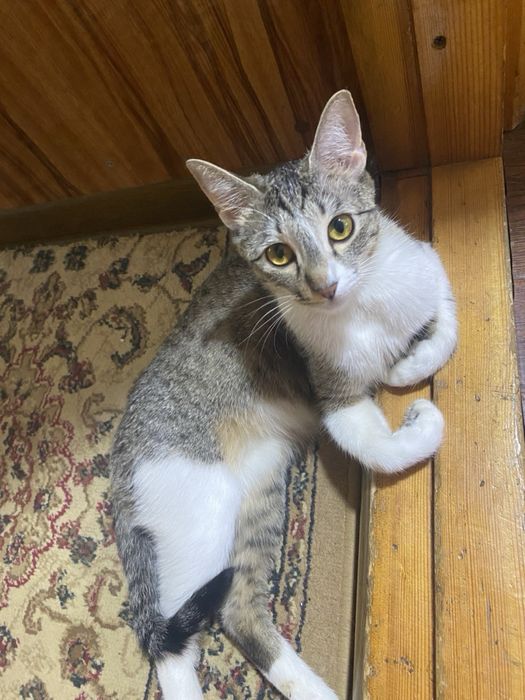 кошка беременная