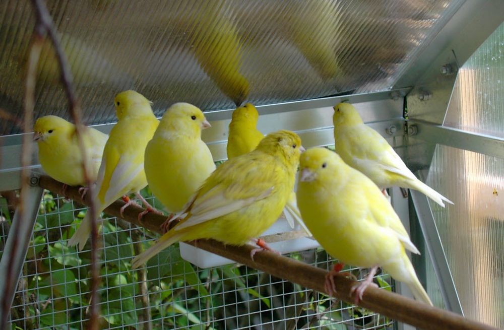 Канарейки поющие.