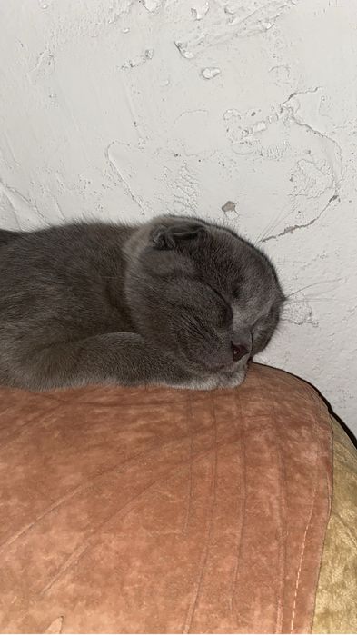 Кот шатландец веслоухий