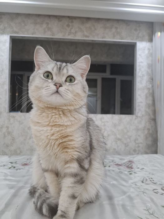 Mushuk sotiladi oʻgʻil bola mushuk