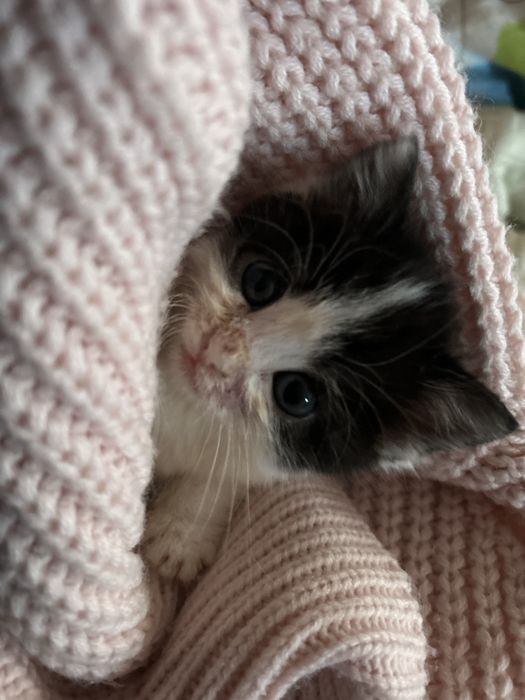 Отдаем котенка в добрые руки