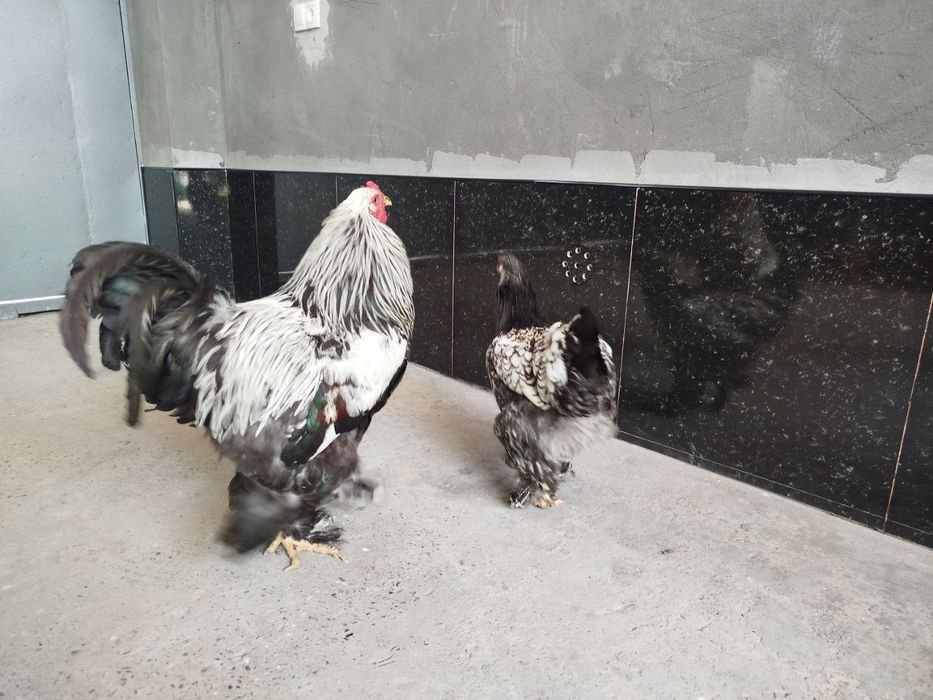 Sifatli Bramo tuhumlari ochirish uchun