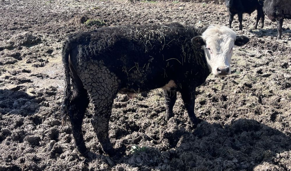 Телета за доотглеждане