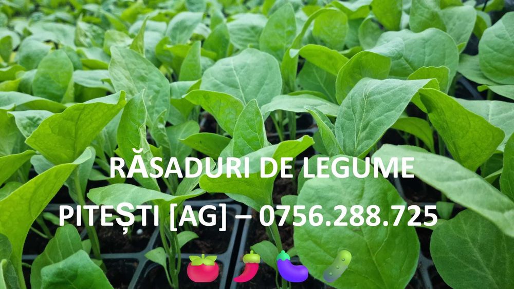 Răsaduri legume tradiționale românești – gust autentic ca pe vremuri