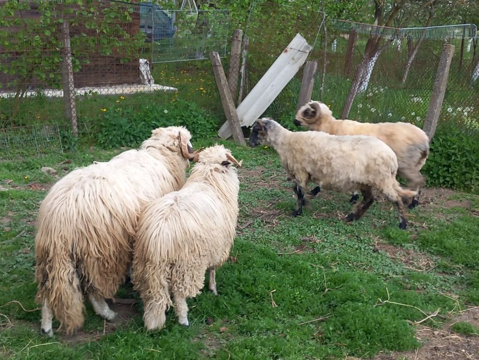 Vand trei berbecuti si o oaie