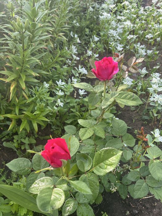 Продам дачу 6 общ 17 дачи