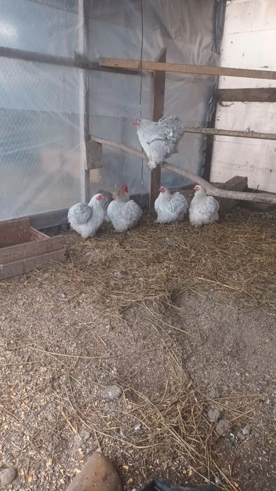 Oua si pui de cochinchina si wyandotte portelan