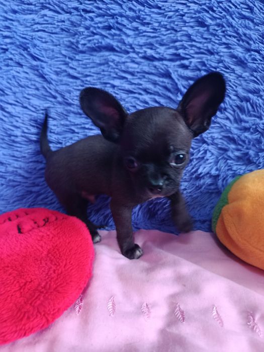Щенки чихуахуа мини