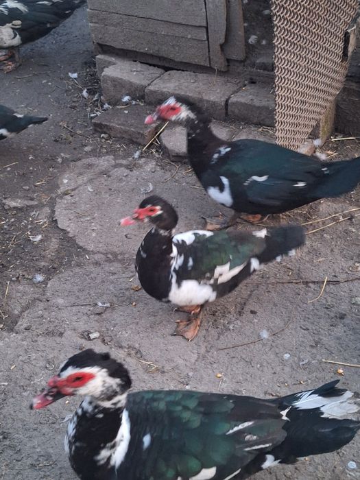 Vând cocoși și rățoi