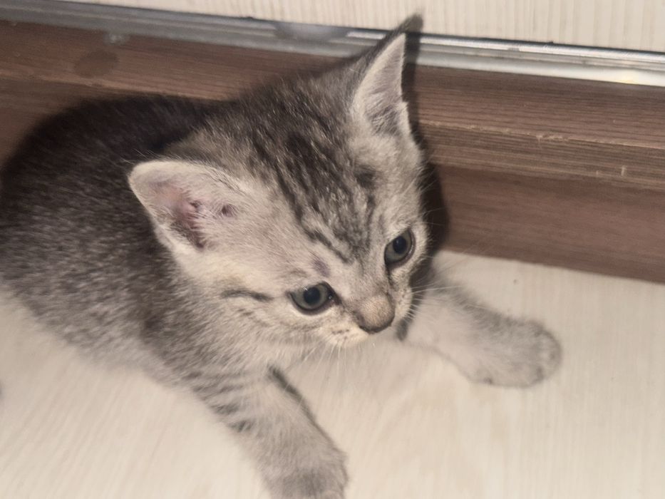 Котята бесплатно