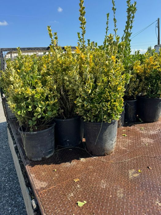 Pothinia  evonimus  prunus plante