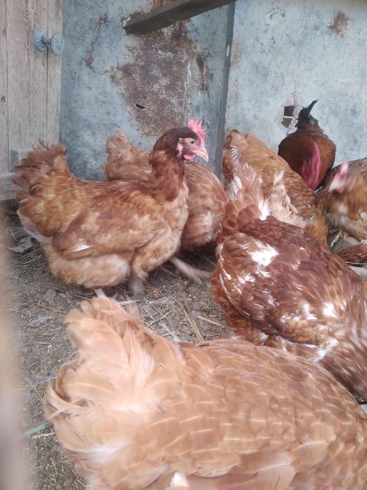 Куры (Ломанбраун)