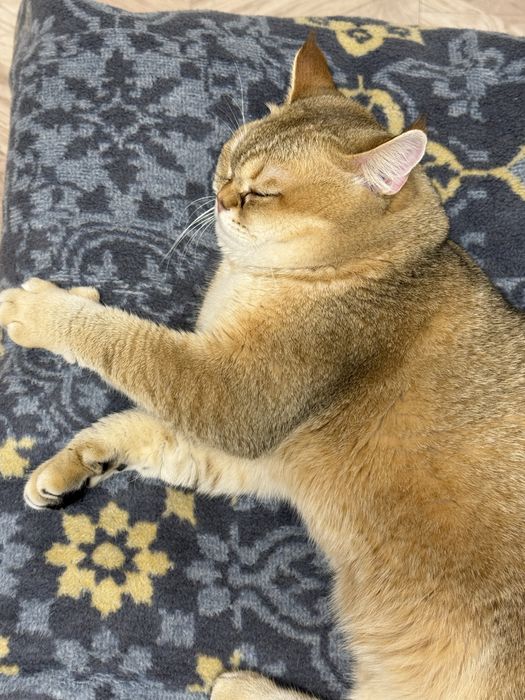 Продается кот золотистая шиншилла