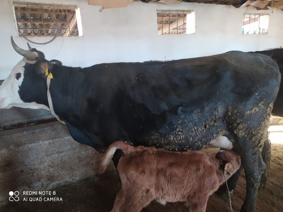 Сиыр сатылад бұзауымен