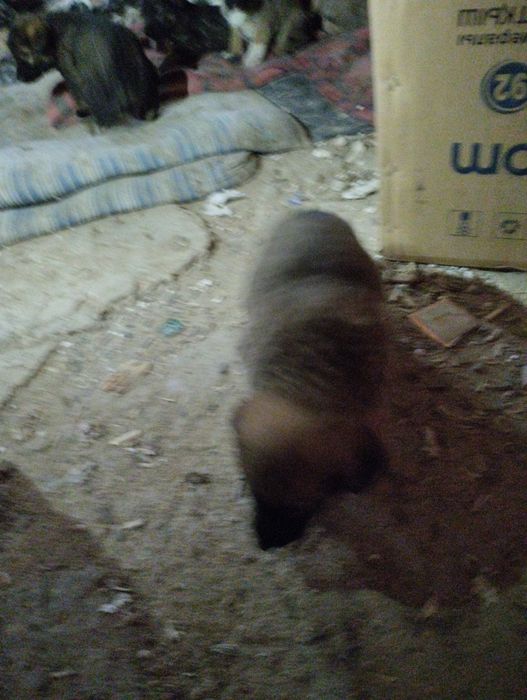 Күшіктер бар 3-4 еркек Мангышлакта