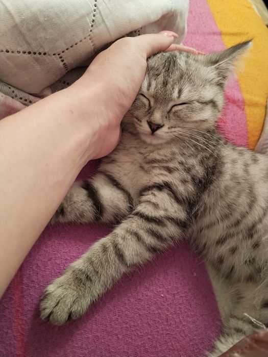 Отдам котенка в хорошие руки