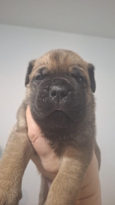Canisa mea vinde mascul cane corso