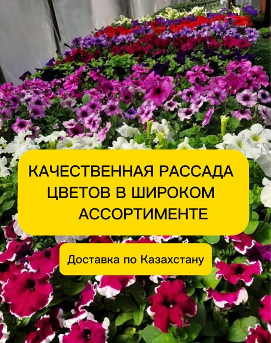 Петуния. Рассада цветов