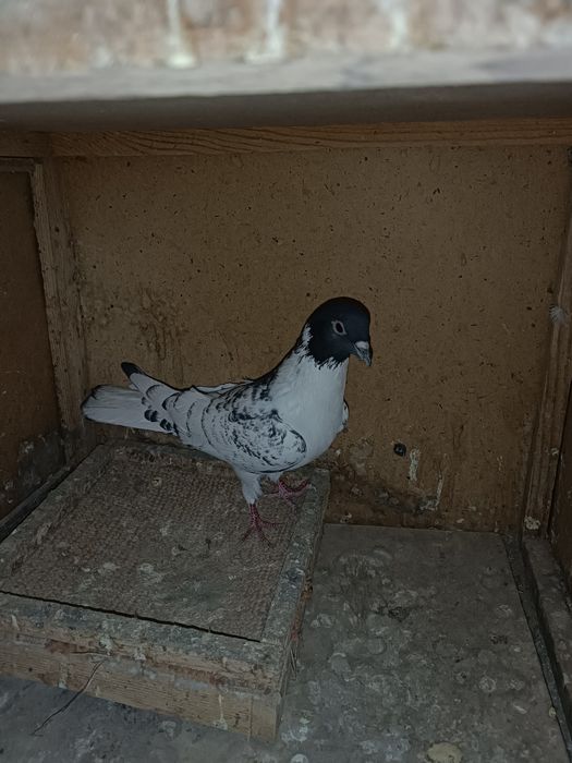 Продается иранец голубка кокбас