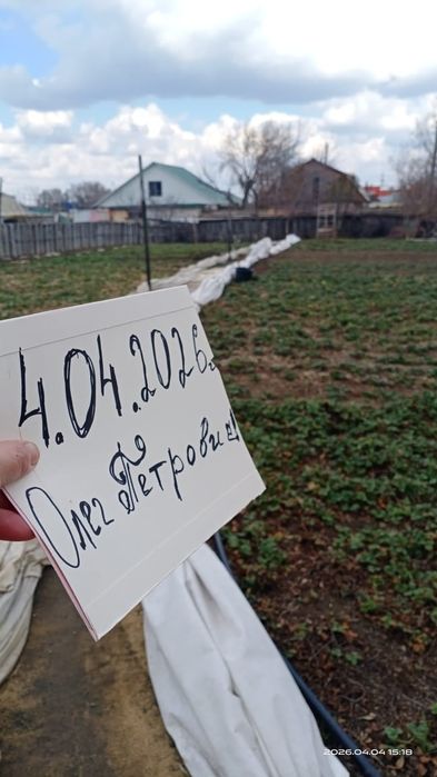 Клубника элитных сортов