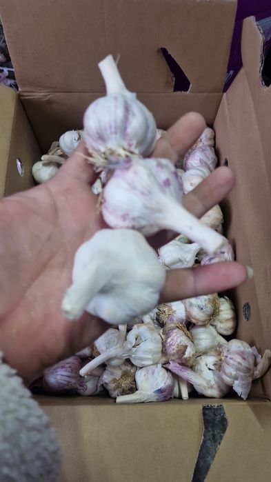 Vand usturoi de pus în pământ și arbagic rosu și galben