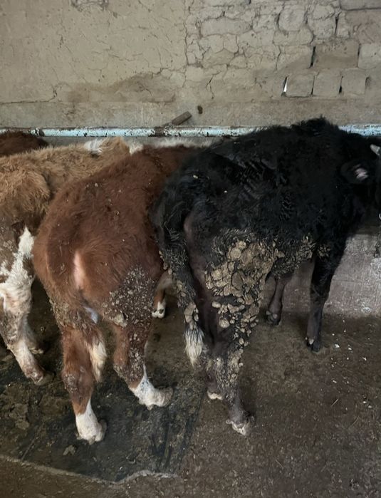 Продам 5 голов!!