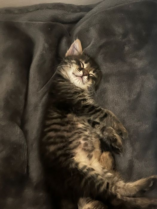 Отдам в доброе руки