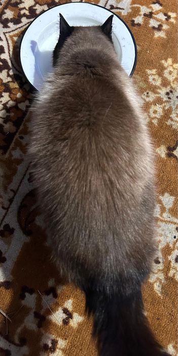 Полу сиамский кот