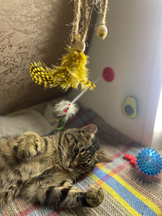 Отдам котенка девочка в добрые руки