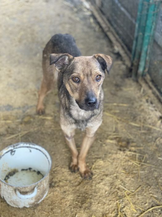 Собаки ищят дом есть доставка.