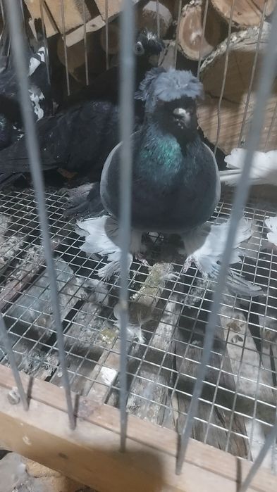 Голуби разных пород